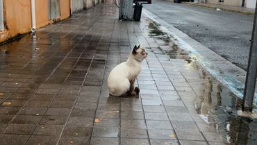 PawsOfPR