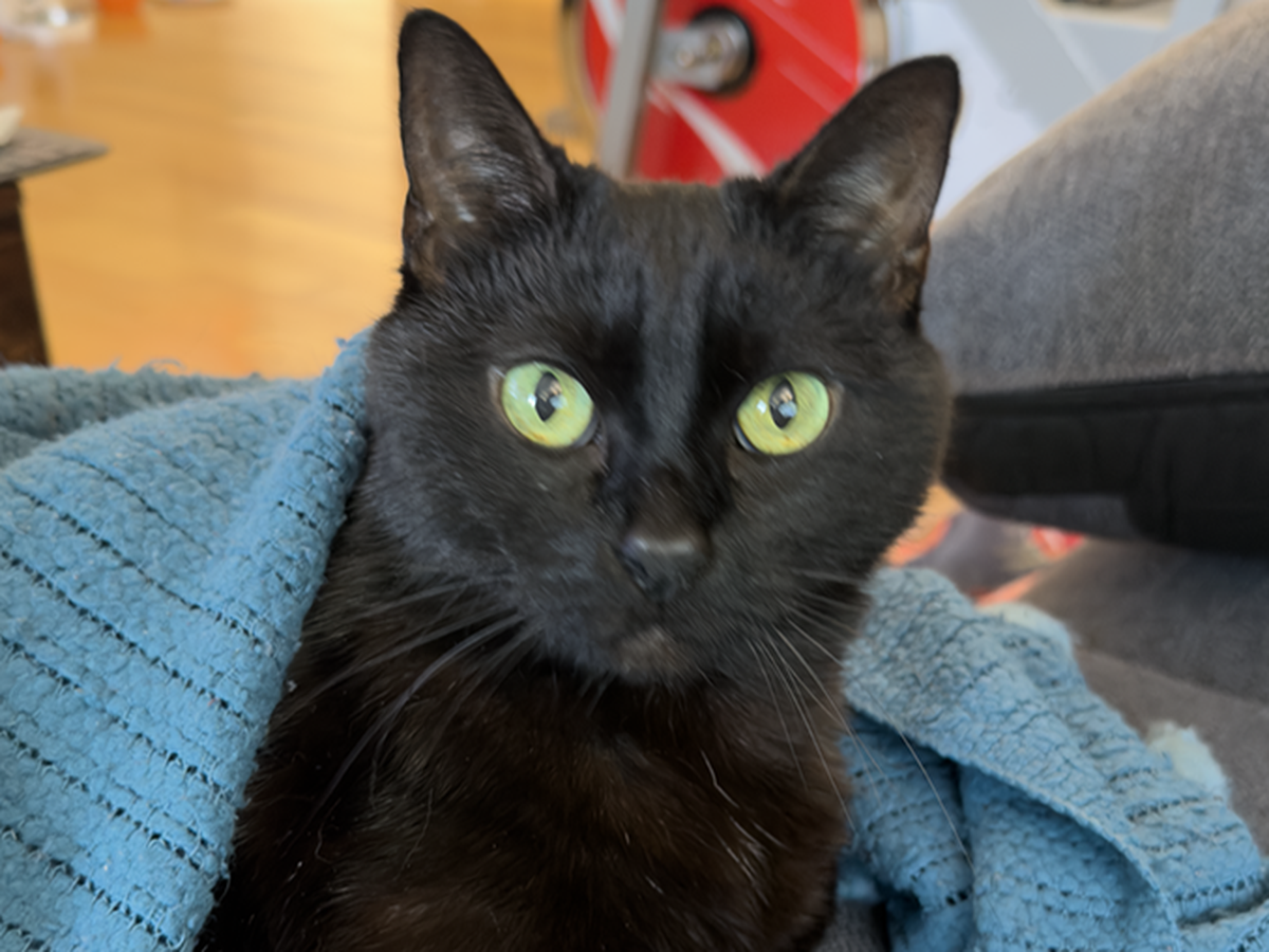 Help Richard Keep the Lights On and Feed His Cat campaign photo, 1 of 3