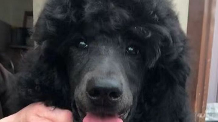 Help a Poodle lover recover his life campaign photo, 1 of 6