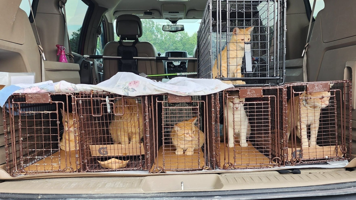Help Keep my TNR Van Rolling for Columbia’s Community Cats campaign photo, 1 of 4