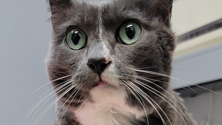 Vet bills for Miss Beatrice campaign photo, 1 of 3
