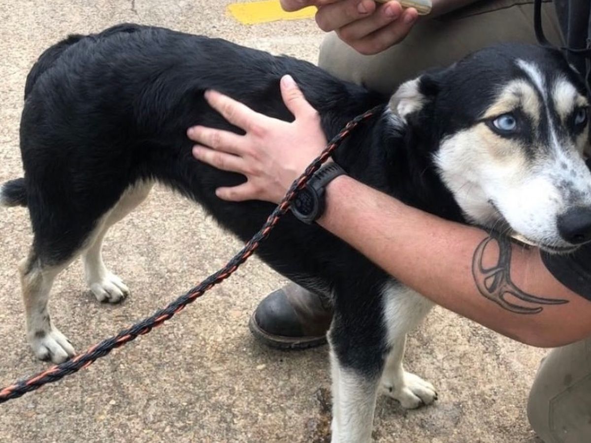 Off the streets of Houston and heartworm free! campaign photo, 1 of 2