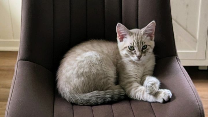 Cat Stabbing campaign photo, 1 of 5