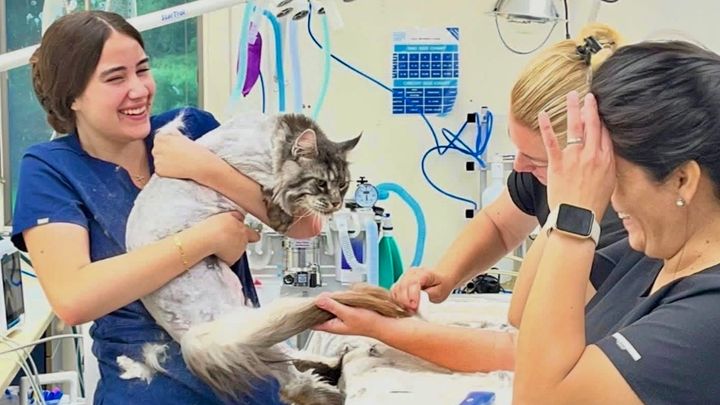 Support Pura Vida Animal Rescue Veterinary Health & Wellness campaign photo, 1 of 10