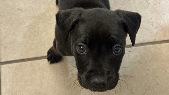 Save Rusty: Life-Saving Surgery Needed campaign photo, 1 of 7