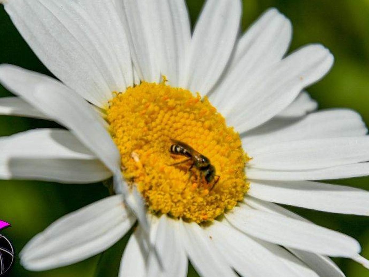 Fundraiser’s main image