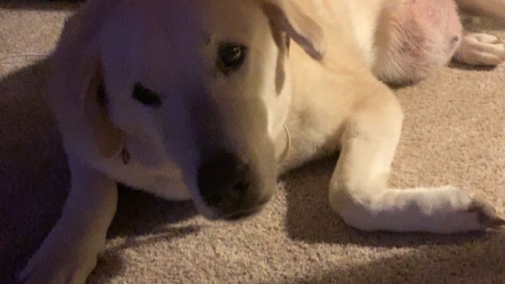Help Duke Run Free: Surgery Fund campaign photo, 1 of 6