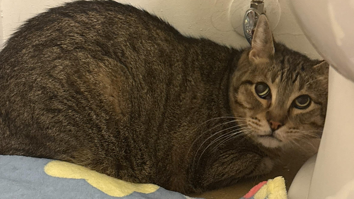 Help My Kitty Scout Get the Surgery He Needs campaign photo, 1 of 3