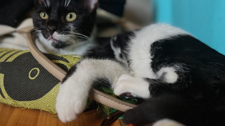 Care for Beans’ Dental Treatment campaign photo, 1 of 5