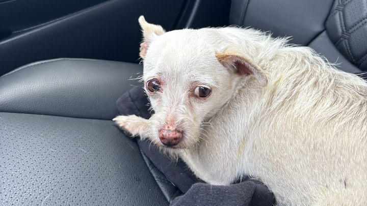 Fundraiser by Annie Nguyen : Support Boo's Recovery Journey