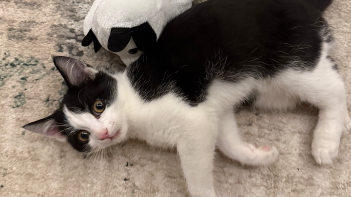Emergency Care for Ziggy the Rescue Kitten campaign photo, 1 of 6