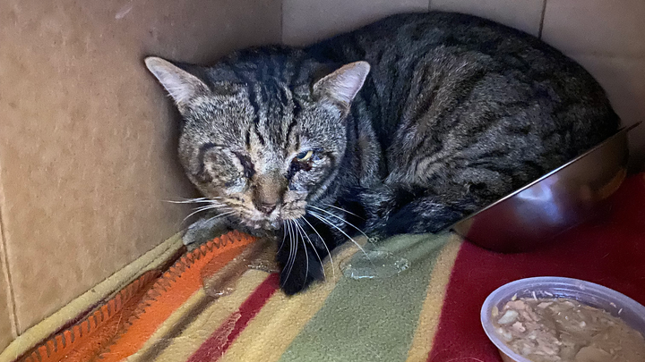 Help Diane Care for an Injured Cat campaign photo, 1 of 4