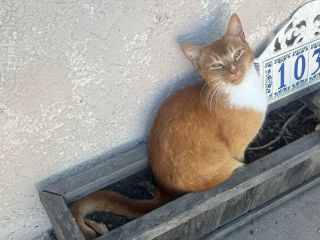 Fundraiser by Ana Berrelleza : Help a Stray Cat Get Life-Saving