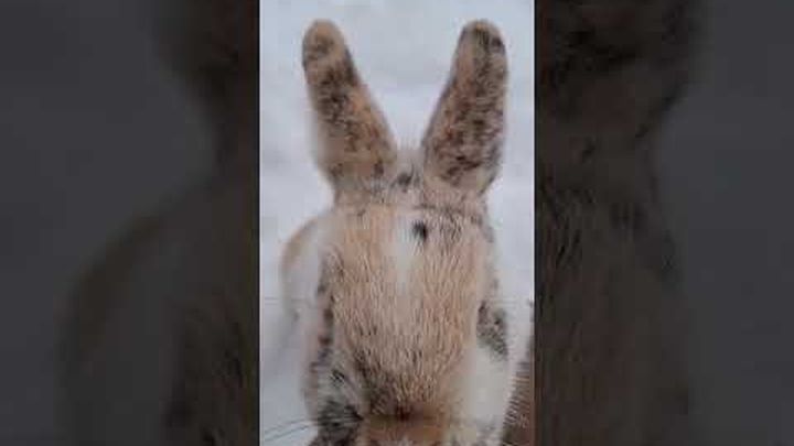 Kaninchen aus dem Tierschutz - Spenden für Kastrationen video thumbnail, 1 of 8