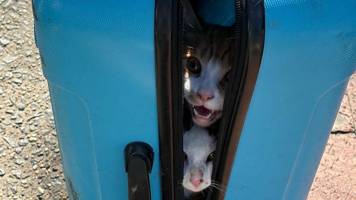 Help Bronx Cats in Need of Care campaign photo, 1 of 3