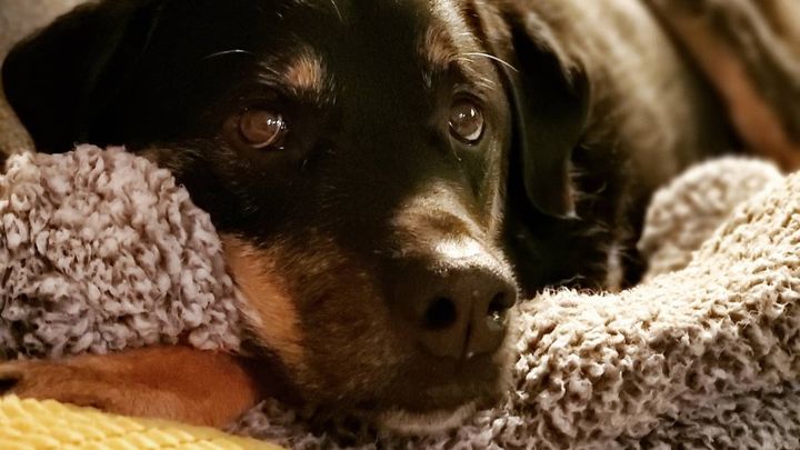 Help Cover Old Man Sage's Surgery Costs campaign photo, 1 of 3