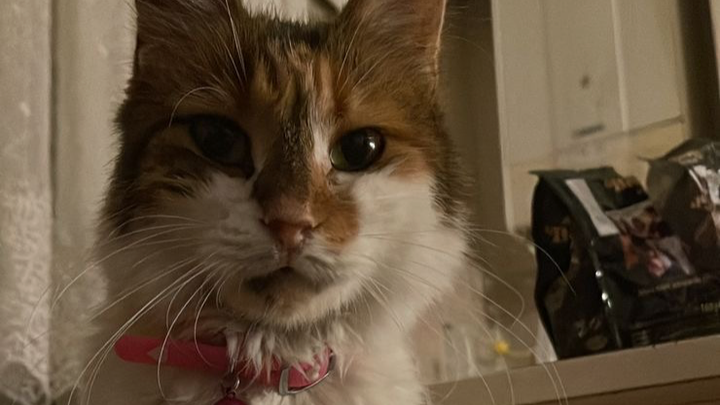 Support Bailey's Urgent Medical Treatment campaign photo, 1 of 5
