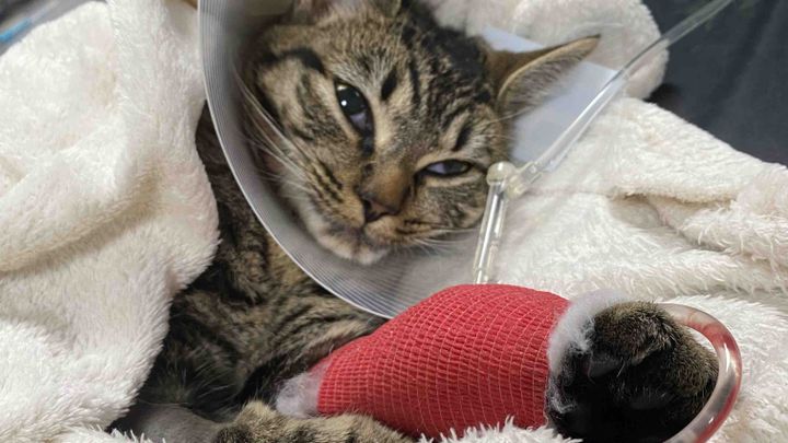 Fundraiser by Claire Brown : Wanda the cat HIT BY A TRAIN and needs ...