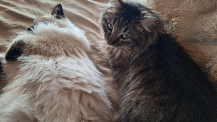 Help Victor Save His Home and Cats campaign photo, 1 of 3