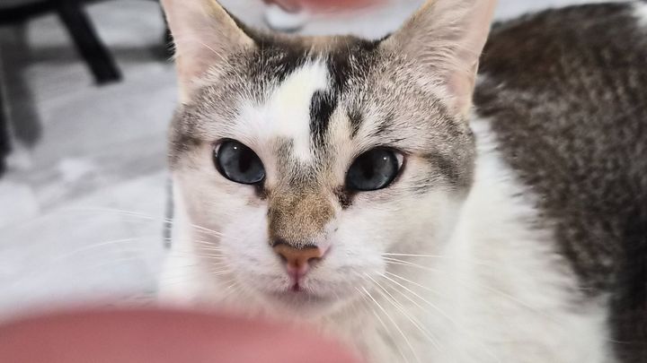 Every Donation Helps Purrcy's Vet Bills campaign photo, 1 of 7