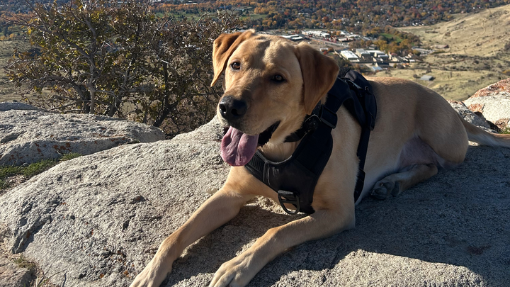 Donate to Save Kaiser: Urgent Surgery Required campaign photo, 1 of 3