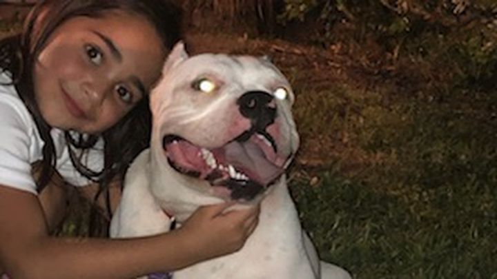 Emotional Support Dog Needs Surgery to Walk Again campaign photo, 1 of 2