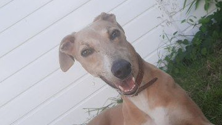 Marleys vet fees campaign photo, 1 of 3