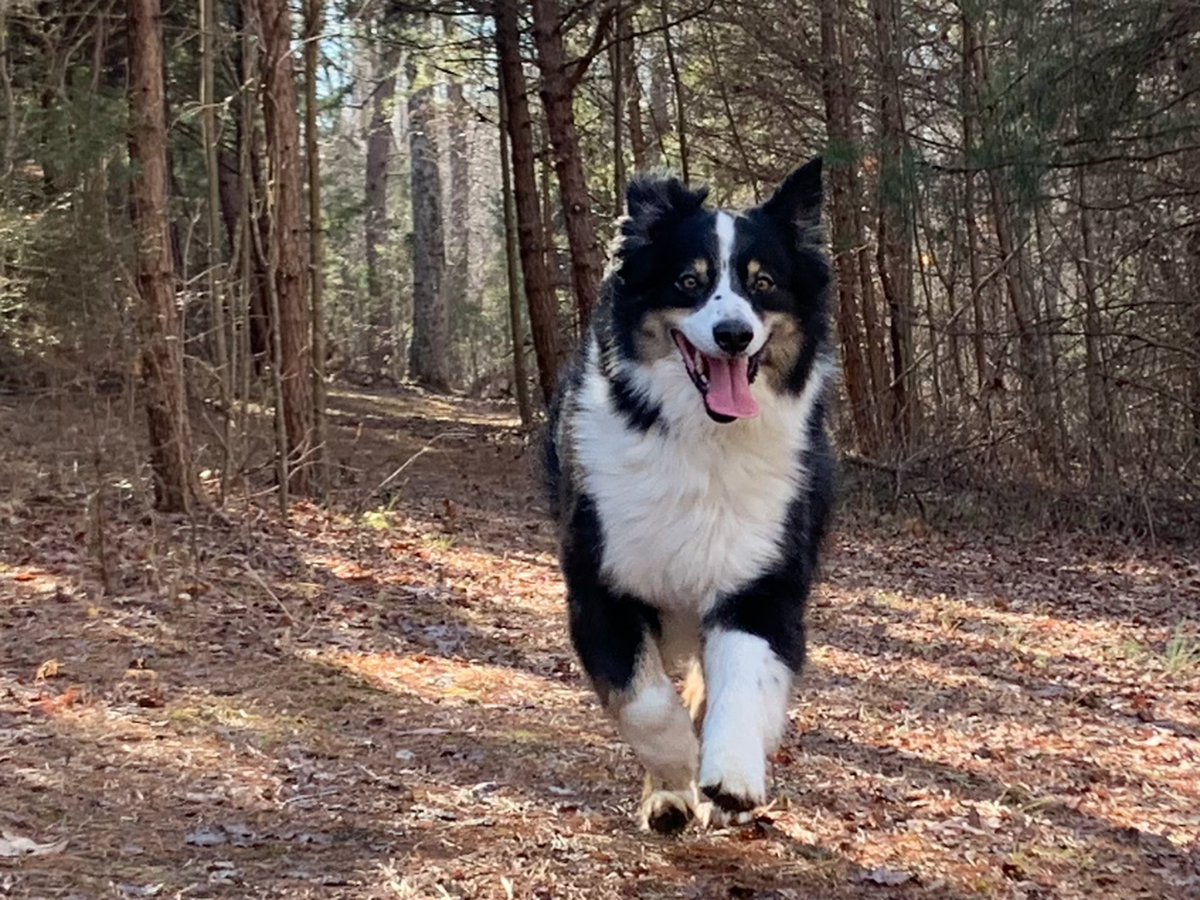 Running for Ruger: Donate to Help Pets in Need campaign photo, 1 of 7
