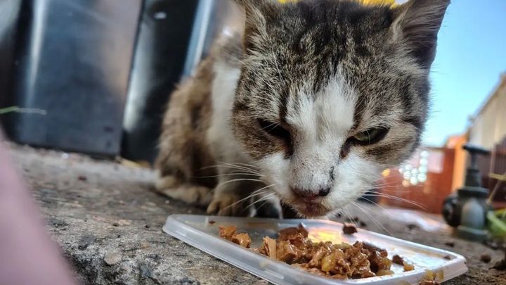 URGENT APPEAL FOR HELP - Let’s Save This Cat campaign photo, 1 of 8