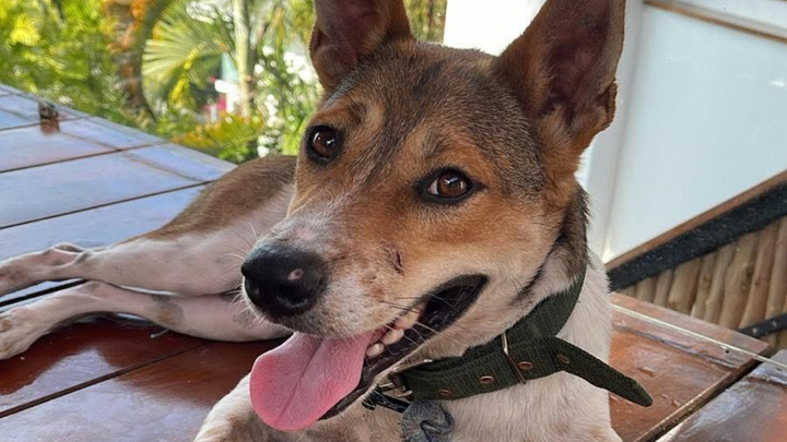 TO SAVE JOHNNYS LIFE AND GET HIM A FOREVER HOME campaign photo, 1 of 8