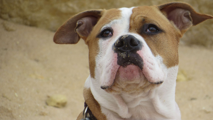 Help Apollo - Our Warrior needs you! campaign photo, 1 of 8