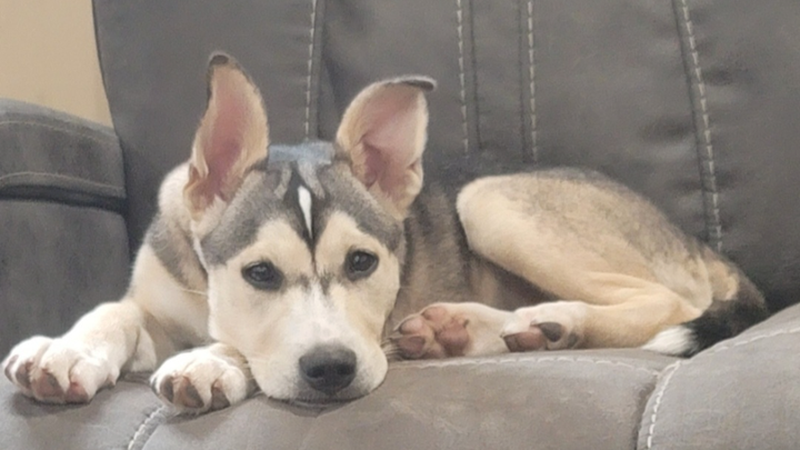 Help Bella Come Home After Emergency Surgery campaign photo, 1 of 5