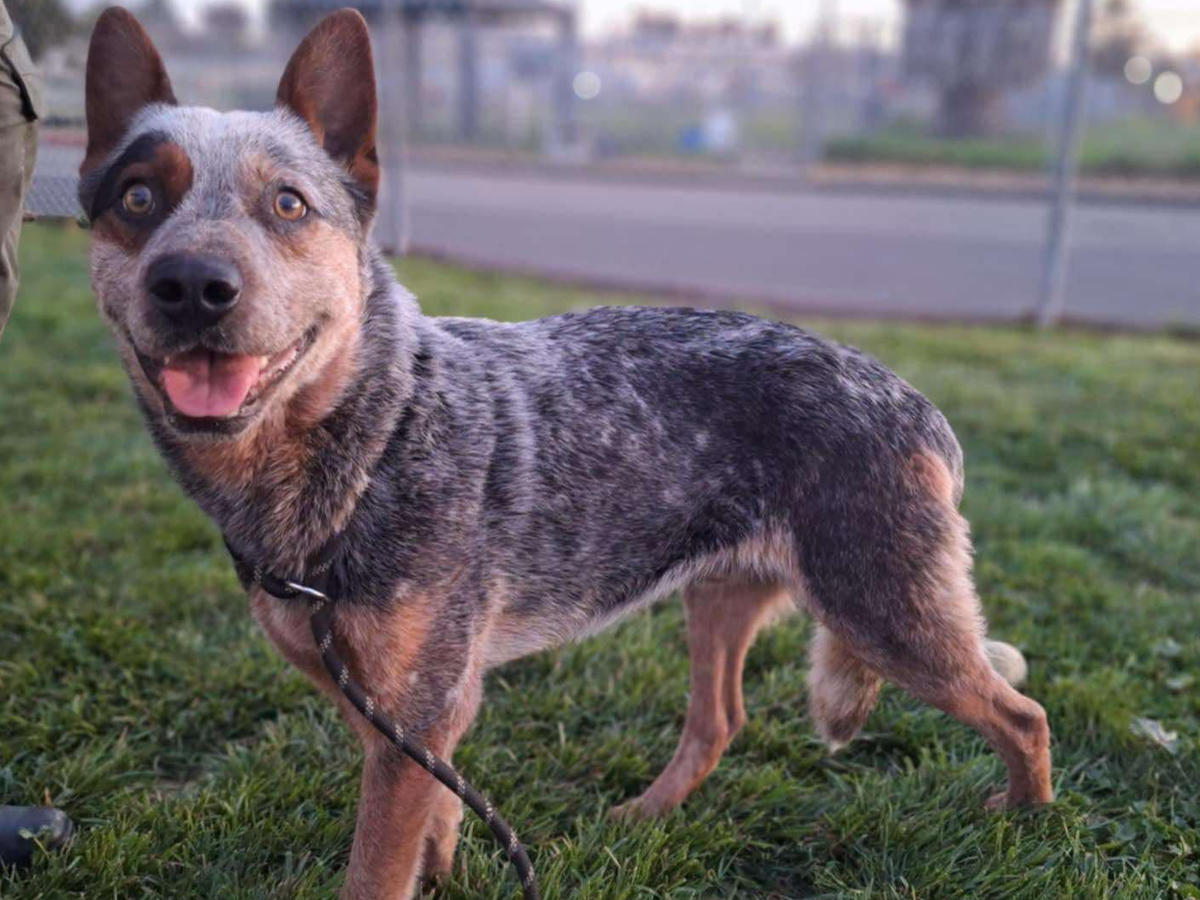 Fundraiser by Alexis Kurowski : Give Freeway a Second Chance at Life