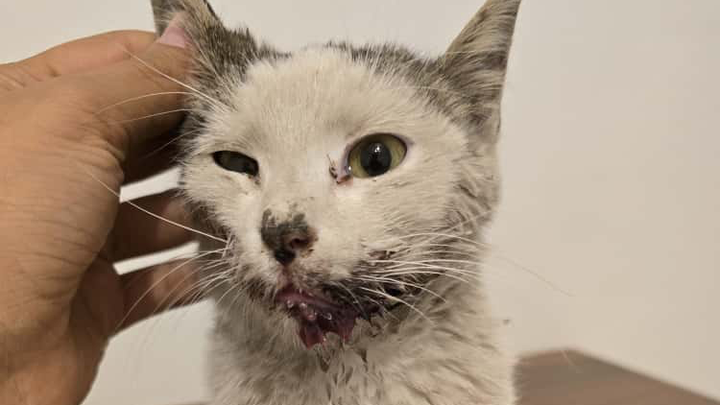 Urgent Help Needed for Injured Stray Cat campaign photo, 1 of 5
