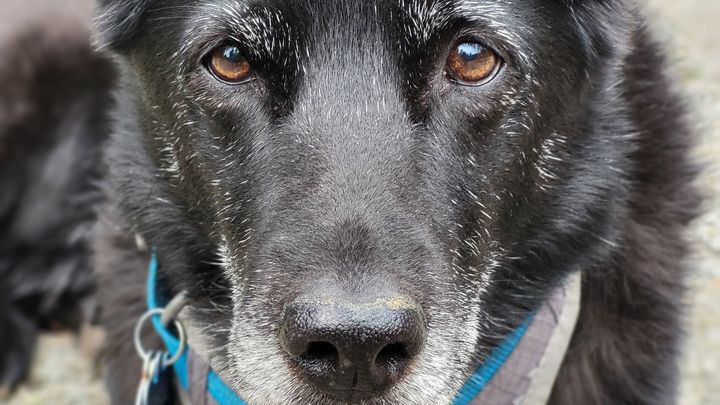 Help Cover Osa's Emergency Vet Bill campaign photo, 1 of 5