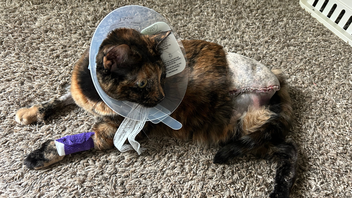 Help us pay off our cats medical debt campaign photo, 1 of 8