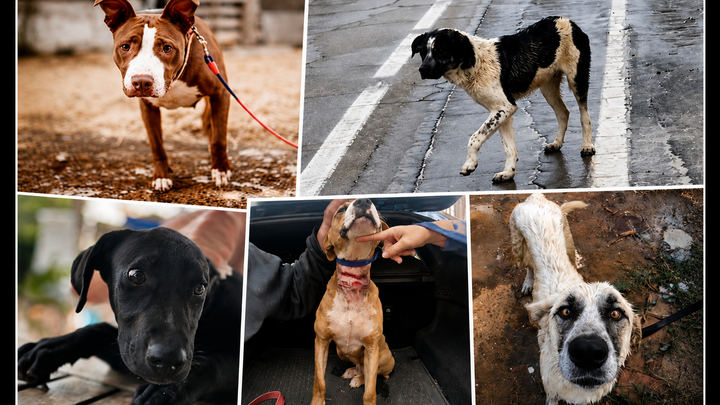 Without Help, We Cannot Continue Rescuing campaign photo, 1 of 3