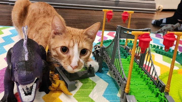 Help Save Our Cat Oliver: Emergency Cancer Treatment campaign photo, 1 of 8