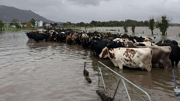 Help Farmers after the floods. campaign photo, 1 of 7