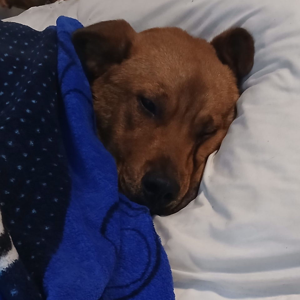 Support Bobo's Recovery and Future Adventures