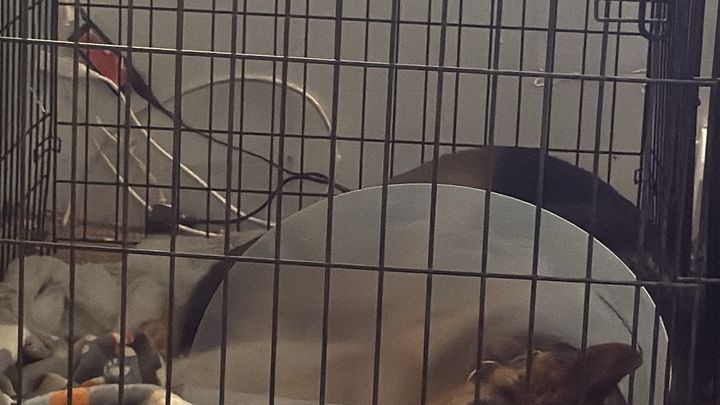 Help Marine Recover from Surgery campaign photo, 1 of 4
