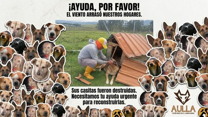 Help Rebuild AULLA's Animal Shelter campaign photo, 1 of 8