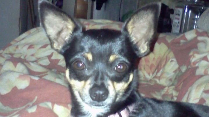 Help Amy & Bella: Surgery for a Beloved Pup campaign photo, 1 of 2