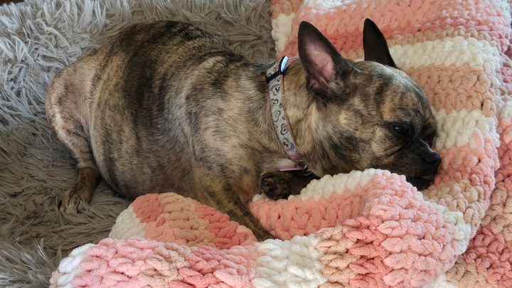 Our Sweet Fiona Needs Surgery to Heal campaign photo, 1 of 4