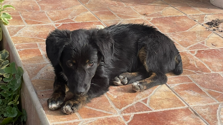 Donate to help give a stray puppy a home ❤️ campaign photo, 1 of 3