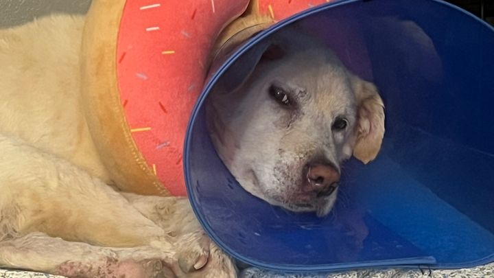 Walter Needs Skin Testing and Treatment Funds campaign photo, 1 of 4