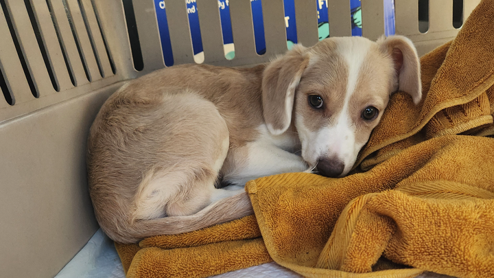 Help Jill Beat Parvo and Join Her New Family campaign photo, 1 of 5
