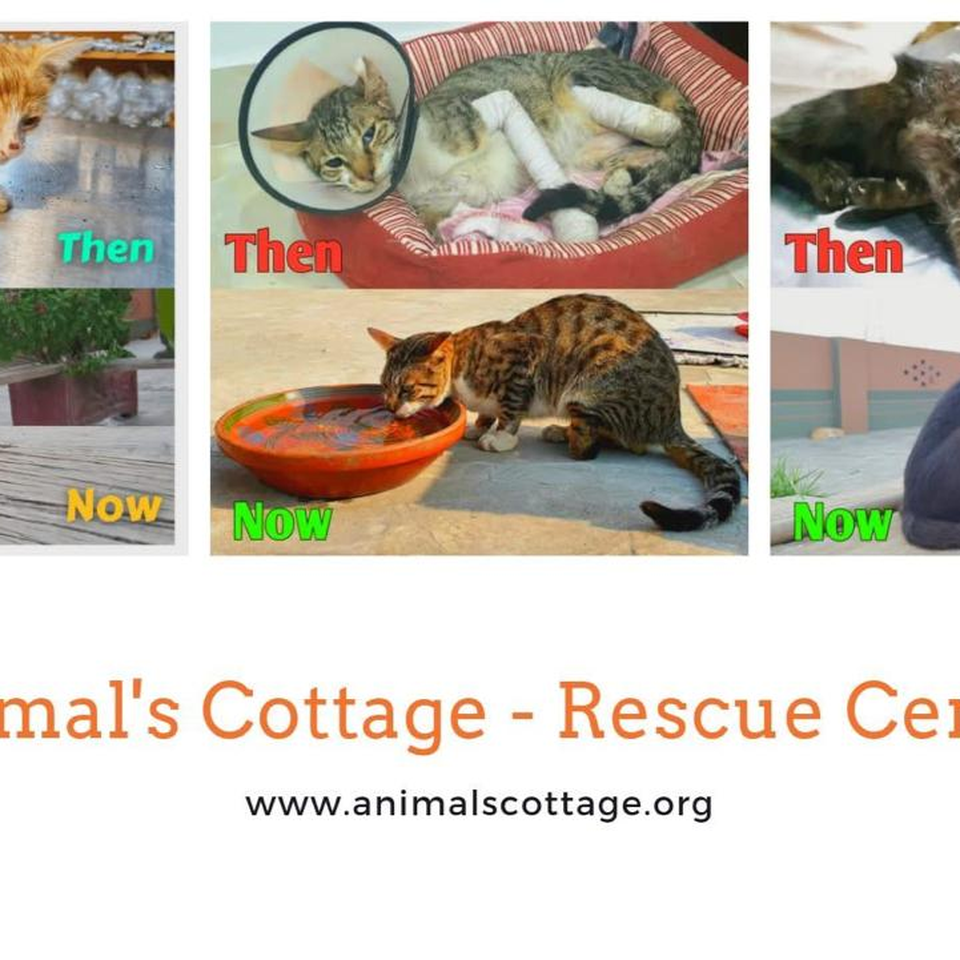 Animals Cottage Rescue Center
