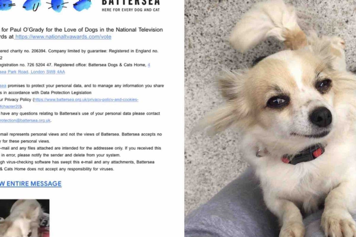 does battersea dogs home do home checks