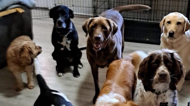 Help Paws of Hope Stay Open campaign photo, 1 of 3
